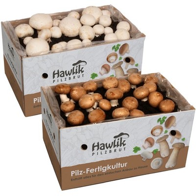 Champignon Zuchtset 2er Pack, Pilze züchten ohne Garten, Probierset, Hawlik