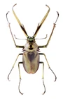 DARWIN BEETLE  MAR289 75MM NEUQUEN