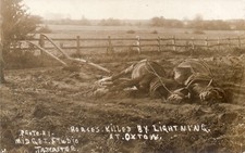 OXTON NEAR TADCASTER, YORKSHIRE. HORSES KILLED BY LIGHTNING. REAL PHOTO POSTCARD