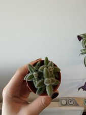 Delosperma 'Pickle Plant' Succulent House Plant 5cm Pot