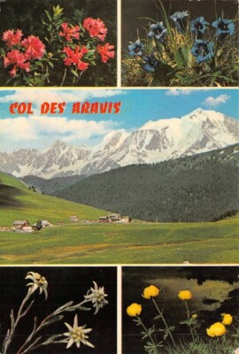Der Kragen Des Avaris Und Ihre Flore Des Alpes - Multi-View Blumen-, Edelweiß