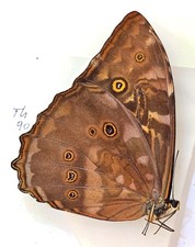 90 Nymphalidae