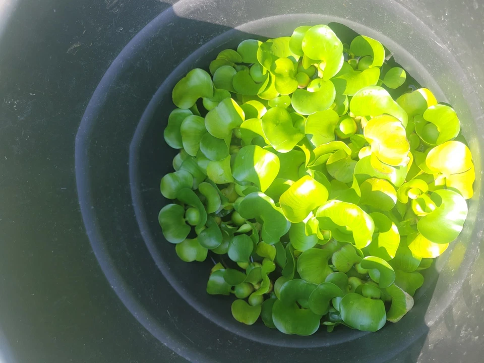 Planta de estanque de jacinto o acuario 10 grandes plantas flotantes vivas Foto 4 de 4