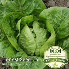 1200+ Little Gem Butterhead Lettuce Seeds | Non-GMO Vegetable Garden Seeds USA