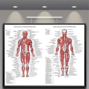 Human Body Muscle Chart