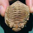 Trilobite, Eldredgeia venustus: Bolivia devonian trilobite fossil