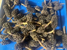Lot 30 Magnolia Tree Seed Pods Heat Treated Pet Reptile Vivarium Isopods Art