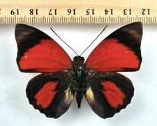 Agrias claudina croesus - AgriasButterflies.com