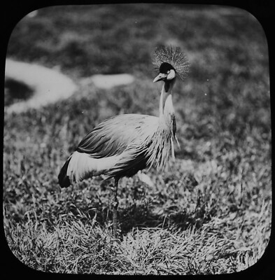 EIN KAP GEKRÖNTER KRANICH UM 1890 FOTOGRAFIE Magisches Laternendia VOGEL ZOO