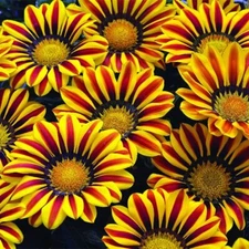 Red and Yellow Gazania Flower Seeds to Grow - Made in USA, Ships from Iowa - Gre