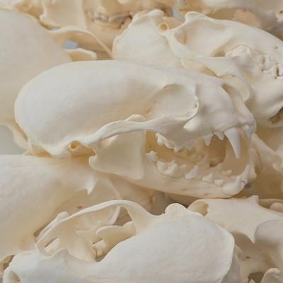 Real Otter Skull - Lontra canadensis - See Description - Generic