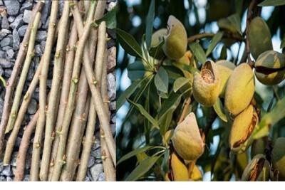 6x CUTTINGS SWEET ALMOND FERRADUEL TREE Prunus dulcis amygdalus WOOD SCIONS