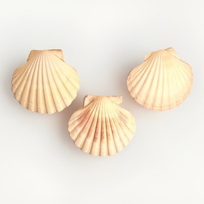Three Clam Shells 4 Inch Width