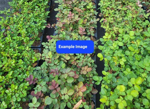 Eden Climber Climbing Rose Live Starter Plant - Picture 2 of 8