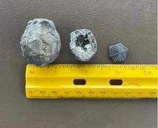 Cystoid Theca - Caryocrinites ornatus From Middleport, New York