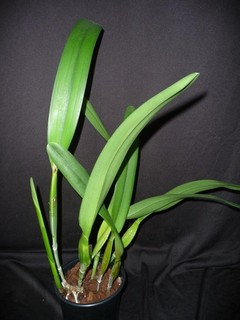 Laelia purpurata var. carne `Eve`s Flame` pieza única