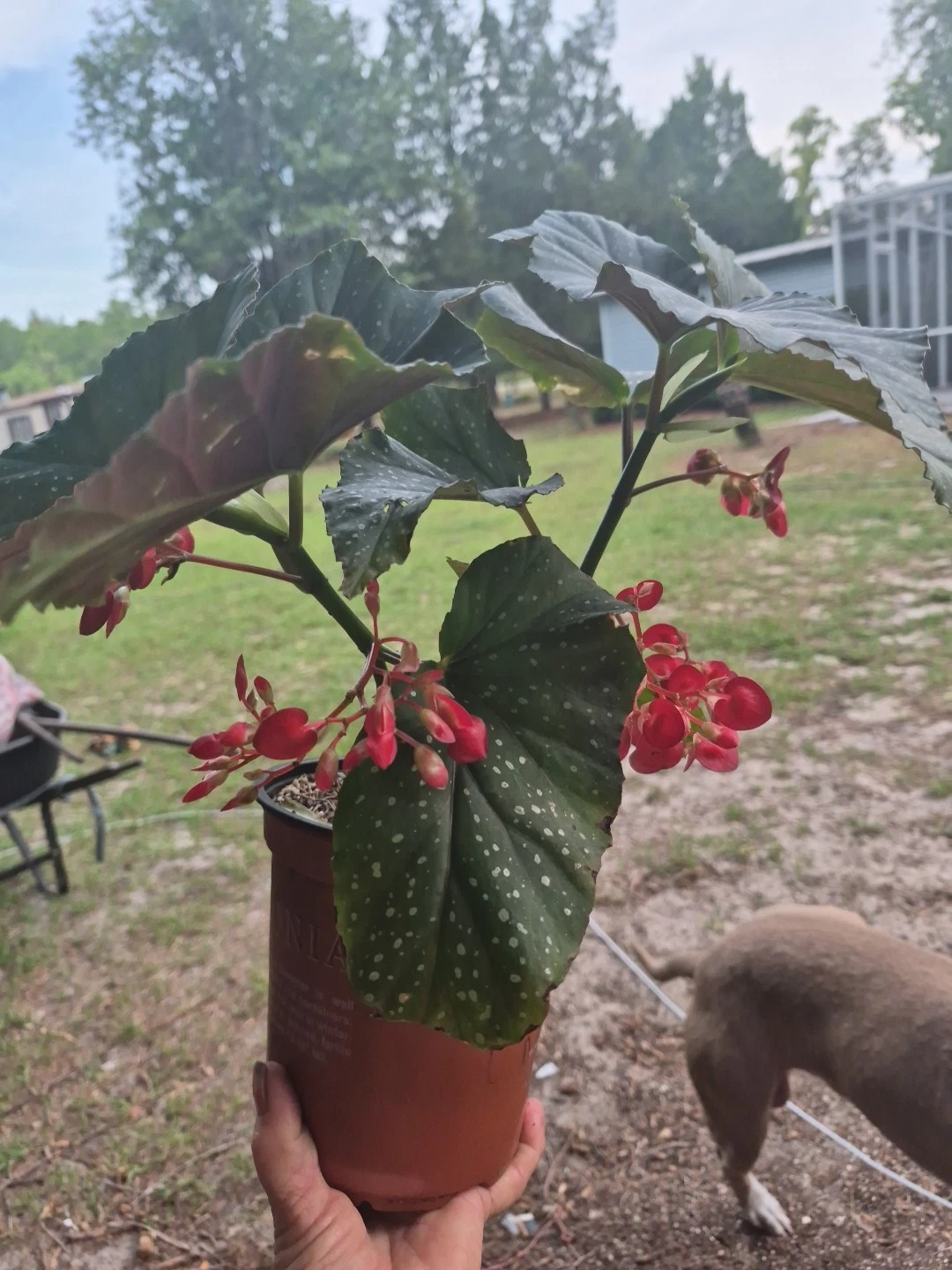 Begonia Lucerna
Opens in a new window or tab
