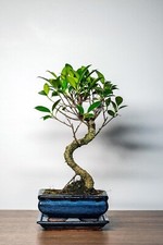 Bonsai Baum mit Keramik Blumentopf - Ficus Microcarpa Bonsai baum- ca. 6 Jahre