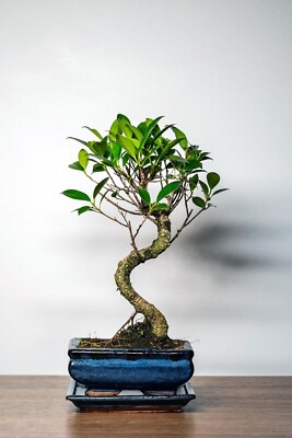 Bonsai Baum mit Keramik Blumentopf - Ficus Microcarpa Bonsai baum- ca. 6  Jahre | eBay.de