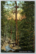 c1940s Huge Tulip Tree Trail Marshall Indiana Turkey Run State Park Linen