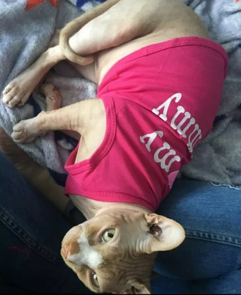 Traje camiseta "I ♥️ MOMMY" ROSA Perro Pequeño mini o gato talla Xs