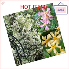 200 Mixed Star Jasmine Flower Seeds for Planting Climbing Jasmine Fragrant Plan