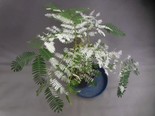Albizia julibrissin white variegated [Must read description]