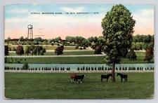 Typical Breeding Farm in Old Kentucky Postcard