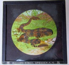 REPTILES - SNAKES - AMPHIBIANS  Magic Lantern Slide RICHARD ROSCH - DRESDEN