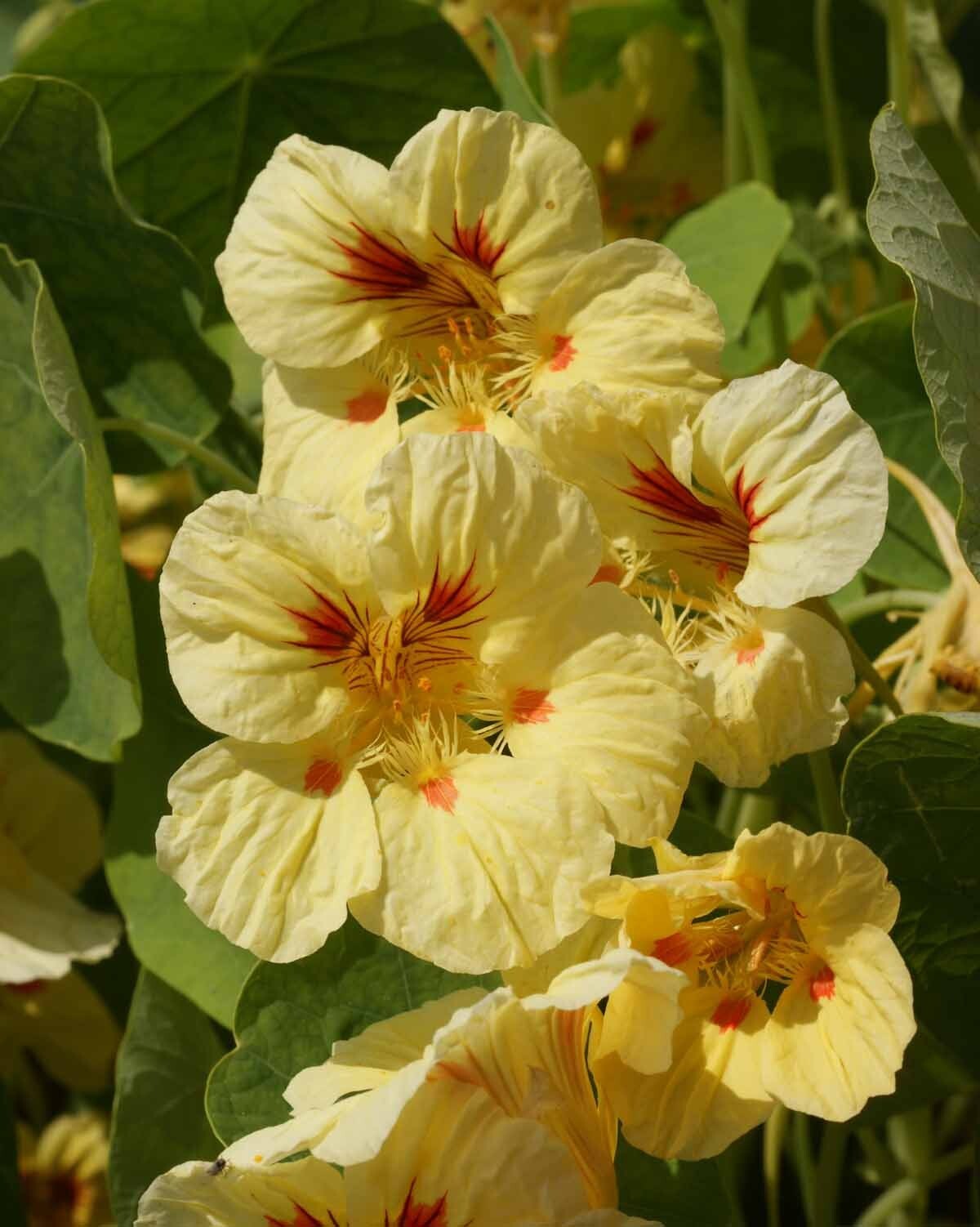 Nasturtium - Peach Melba, 50 Seeds Per Packet, Non-GMO
