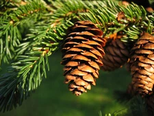 Red Spruce (Picea rubens), 50 seeds