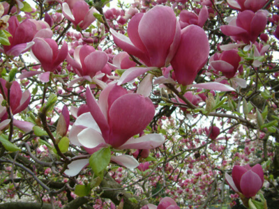 20 Pink Magnolia Seeds Yulan Magnolia Seed Tree Tulip Lily Flower | eBay