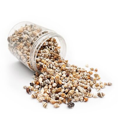 1500 Tiny Sea Shells Small Natural Starfish Mixed Ocean Beach Spiral Seashells