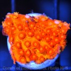 Corals of Eden ~ WYSIWYG Live Coral Frag ~ Captain America Cyphastrea ~ LPS — photo 2
