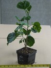 RK GAIA Tropical Hibiscus -- Plant in 4.5" pot — photo 2