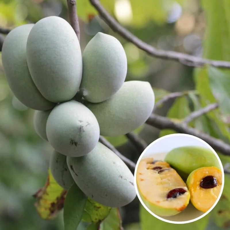 Asiminier trilobé PawPaw Allegheny arbre fruitier pour petit jardin