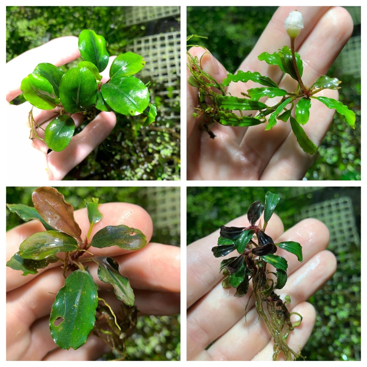 BUY 2 GET 1 FREE* Bucephalandra Buce Various Rhizome Live Aquarium