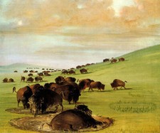 AMERICAN WEST BUFFALO BULLS USA ANIMAL IN A WALLOW 1837 BY GEORGE CATLIN REPRO
