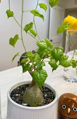 Rare Succulents - Gerrardanthus Macrorhizus