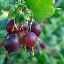 BLACK VELVET  Gooseberry 1 Gallon Live Plant Ready for Planting Bearing Size