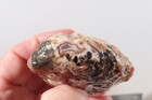 Morocco Agate lapidary 6.5 oz  Nodule faced rough lot Ar — photo 8