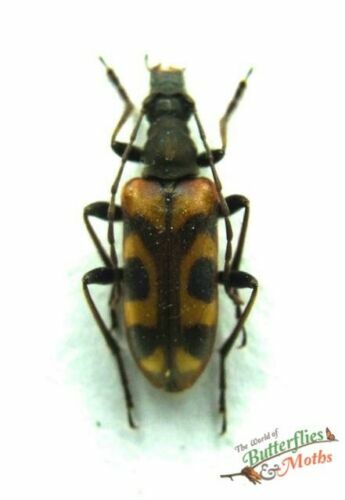 BUMPER MOULDING RUBBER FRONT VW TYPE1 SUPER BEETLE BUG BEETLE 68-73 113707201B E - Foto 7