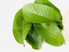 12 Organic Fresh Guava Leaves Natural Whole LEAF Picked the Day of Your Order 