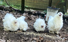 4+ Frizzles, Showgirl Silkie Hatching  Eggs — photo 6