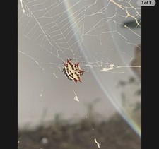 1 Pet Spiny Orb Weaver LIVE Spider Gasteracan...