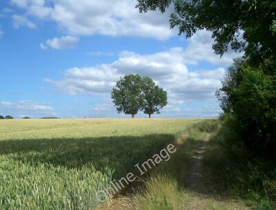 Foto 6x4 Zwei Bäume auf Kaninchenberg Ewelme c2010