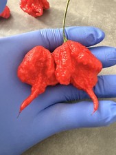 10x Carolina reaper seeds, EXTREMELY HOT! 