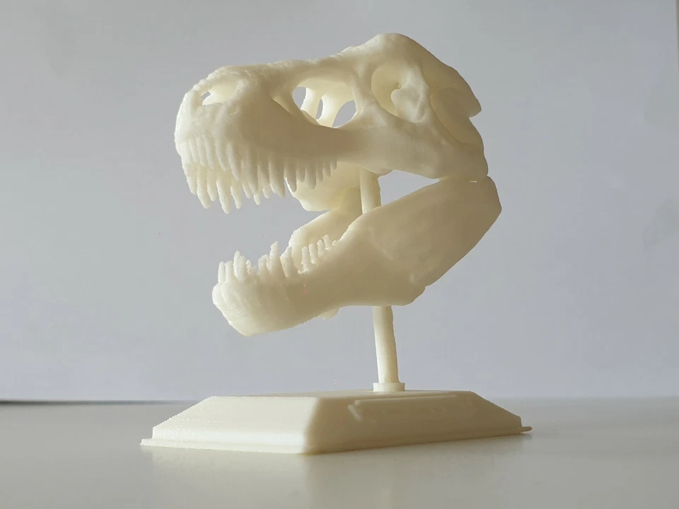 Stampa 3d, PLA T-rex modello 3D Scheletro - Immagine 3 di 4