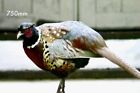 Bild 7 von 11