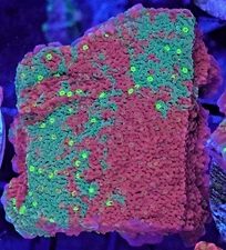 [WYSIWYG] WWC Sunfire Grafted Monti Cap Frag #2 Easy Montipora SPS Live Coral